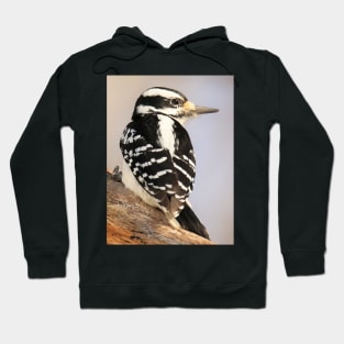 Hairy Woodpecker, bird, North American Bird, Songbird, Backyard Bird Hoodie